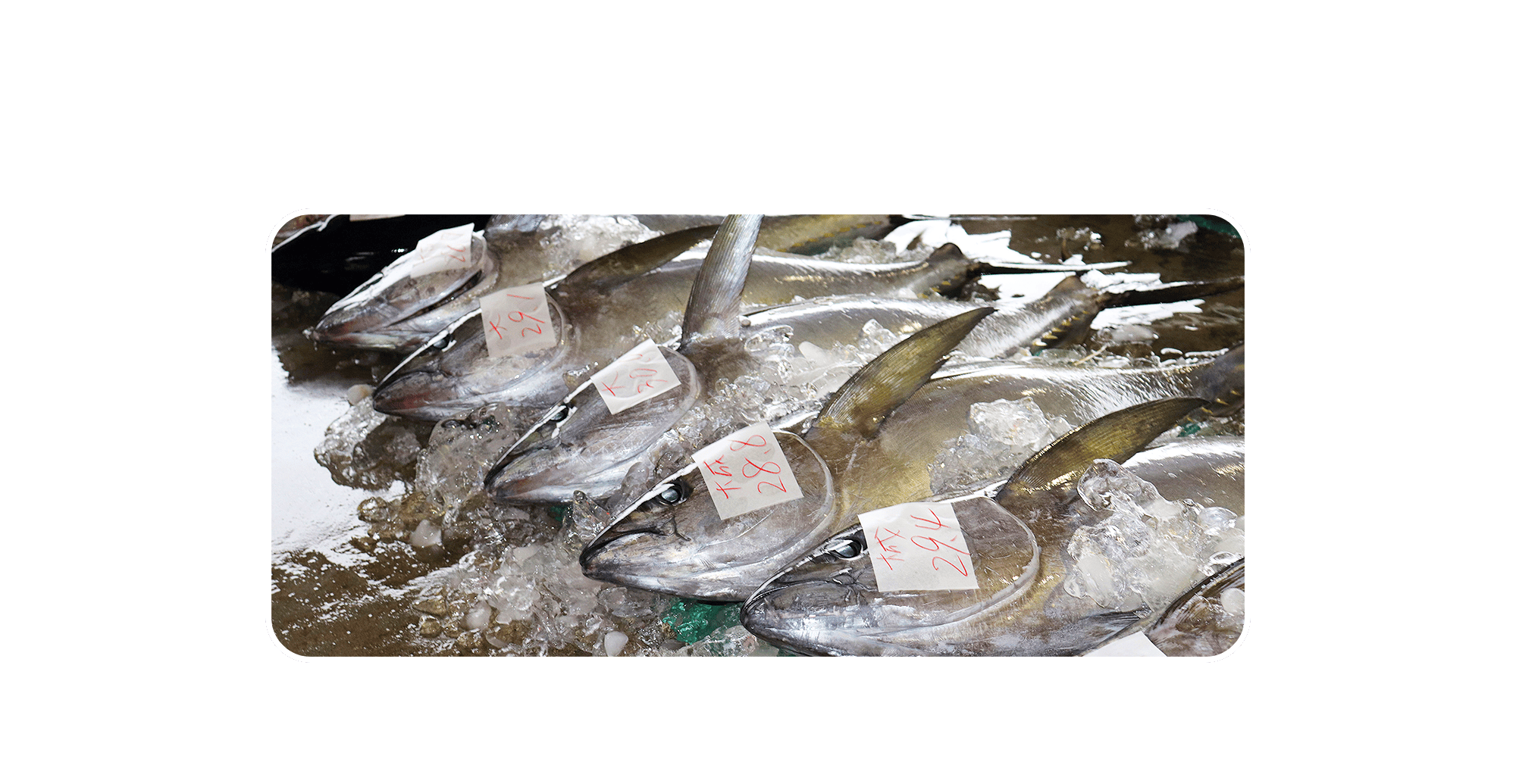 熟練の目利きが選ぶ、本物の鮮魚